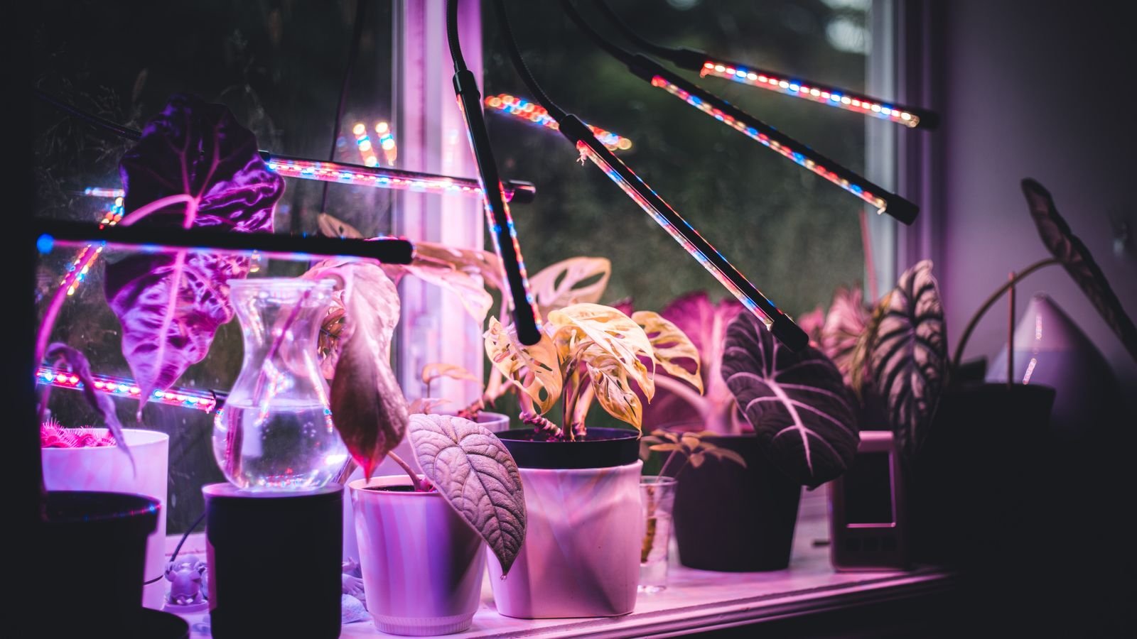 Grow Light Bulb Buying Guide for Indoor Gardening