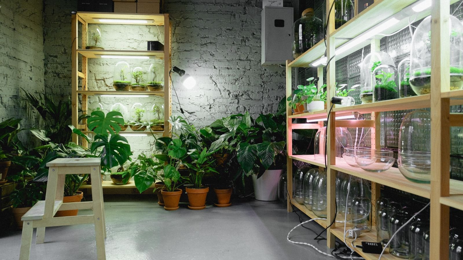 Indoor seedlings growing under a full spectrum LED grow light