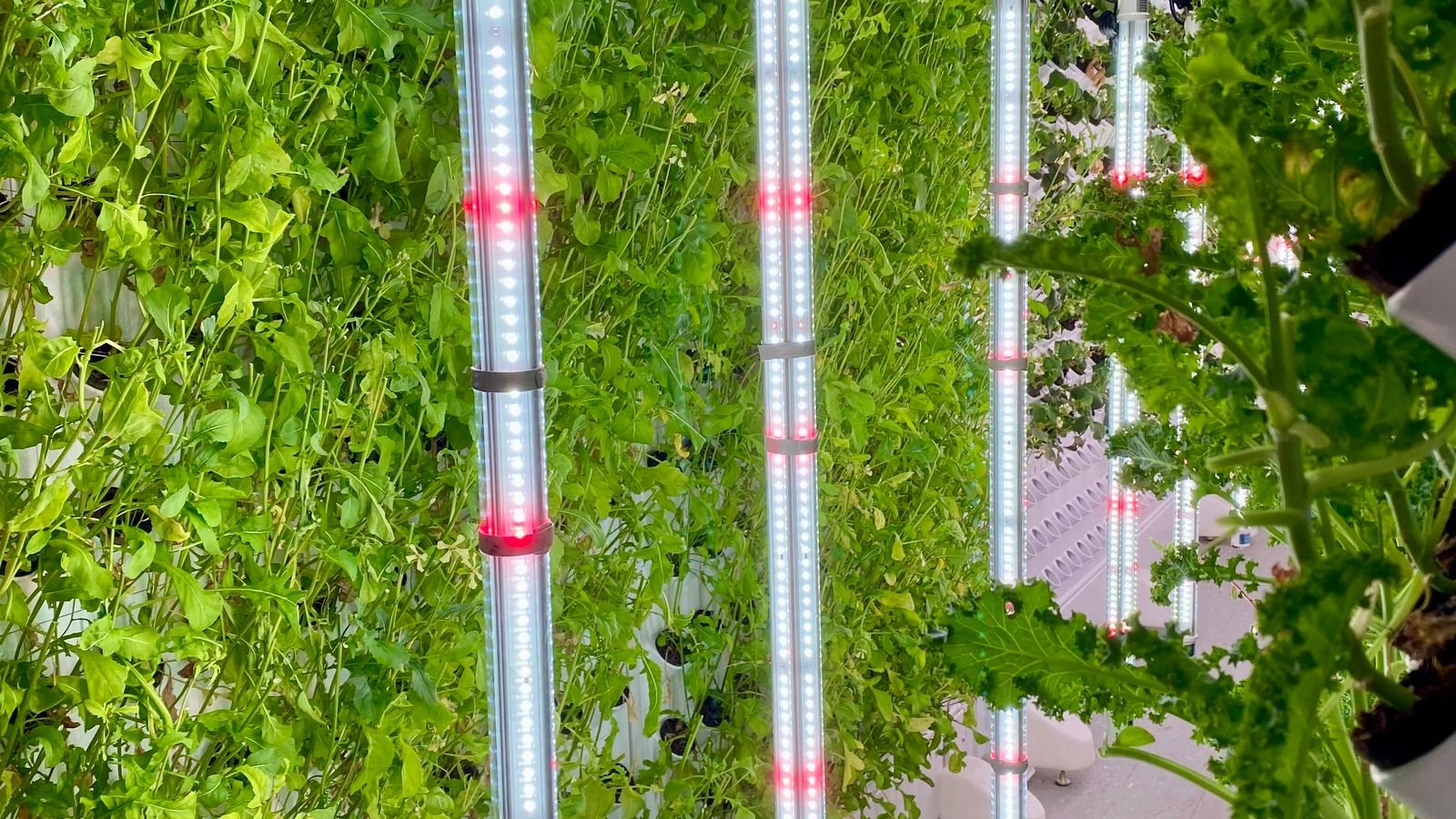 Indoor hydroponic garden growing under LED grow lights