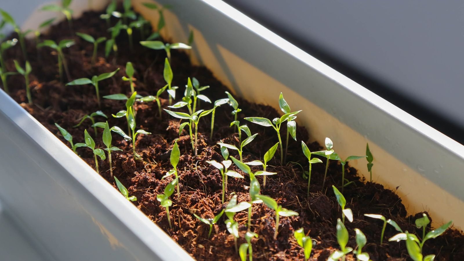 How to Choose Bulbs for Growing Seedlings Indoors