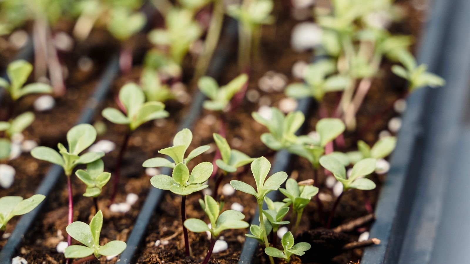 Young seedlings in trays under a full spectrum grow light