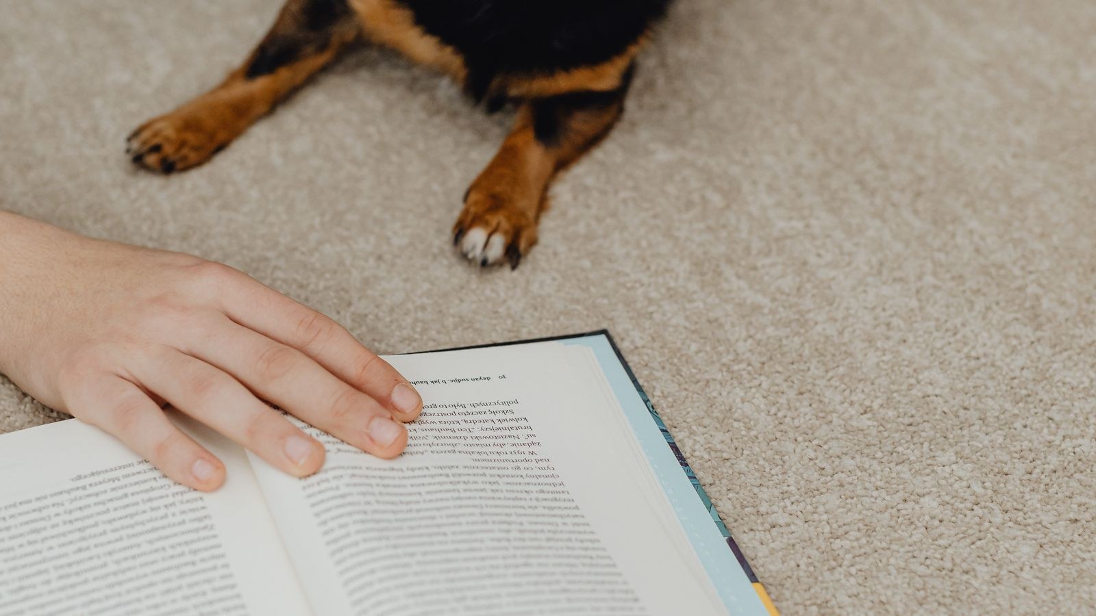 How to Remove Pet Odor From Carpet for Good