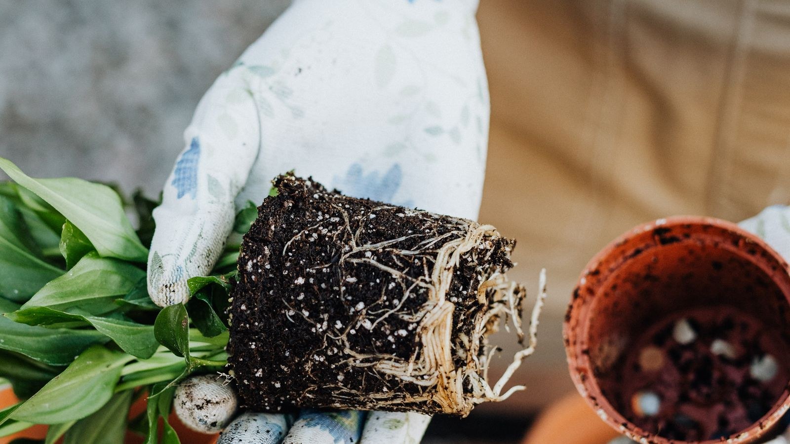 How to Repot a Houseplant Without Making a Mess