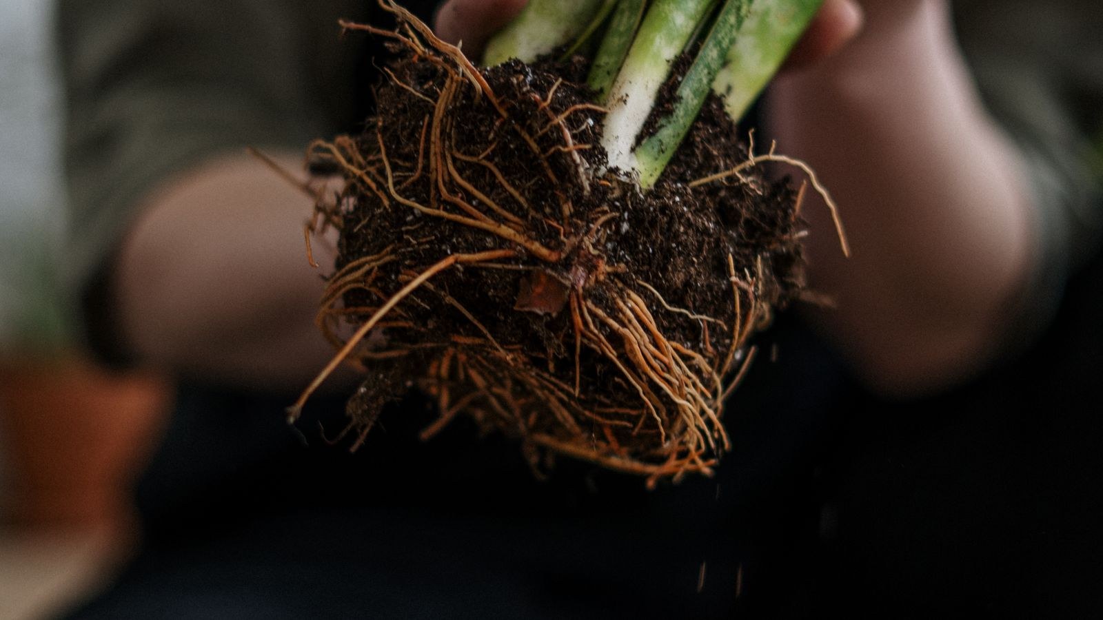 Hands loosening the root ball of a houseplant before placing it in a new pot