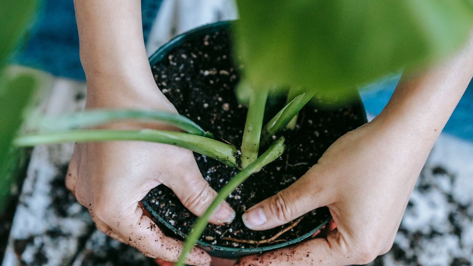 Fresh potting soil and gardening tools laid out for repotting indoor plants