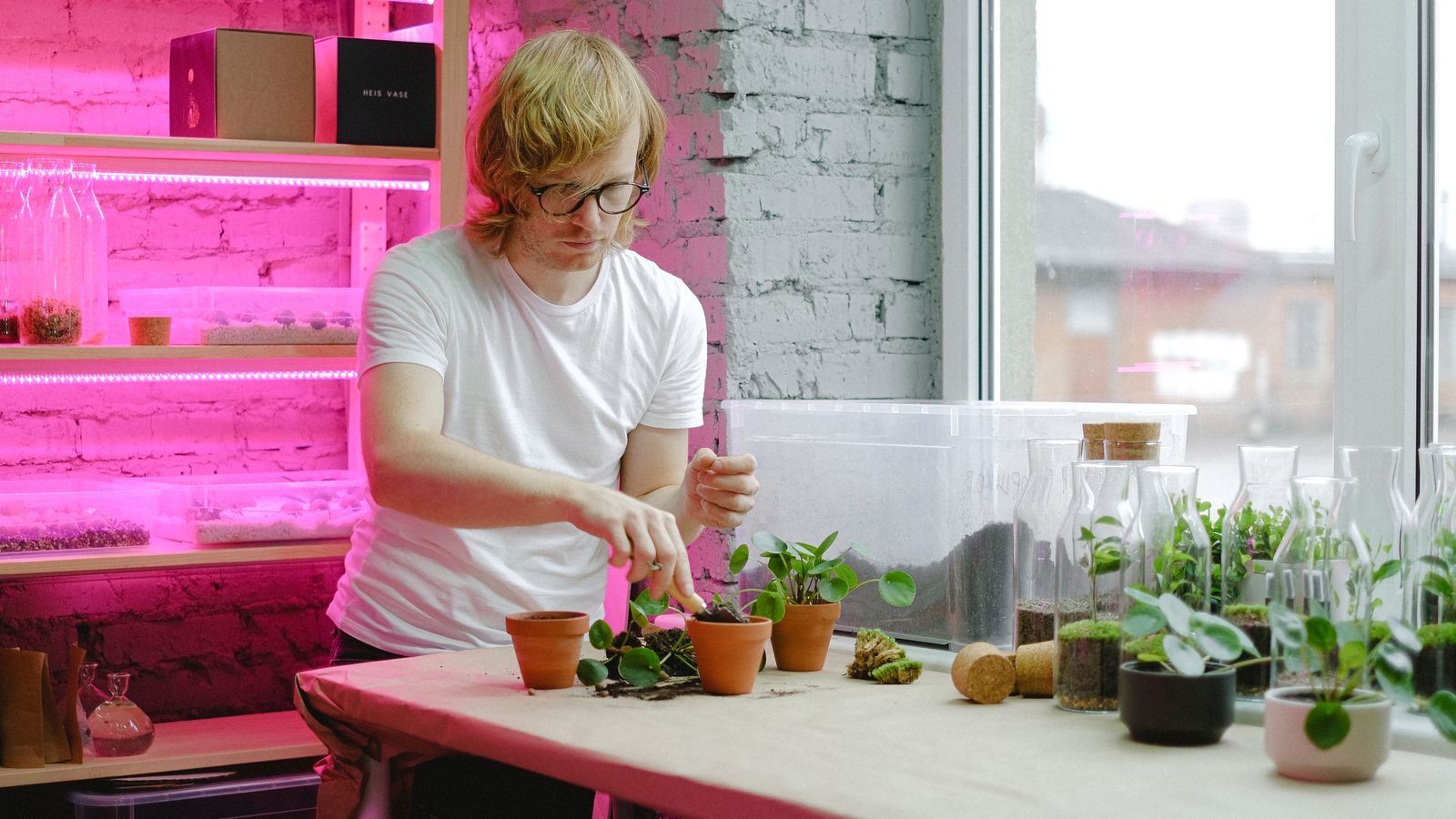 Young seedlings growing in trays under an indoor LED grow light setup