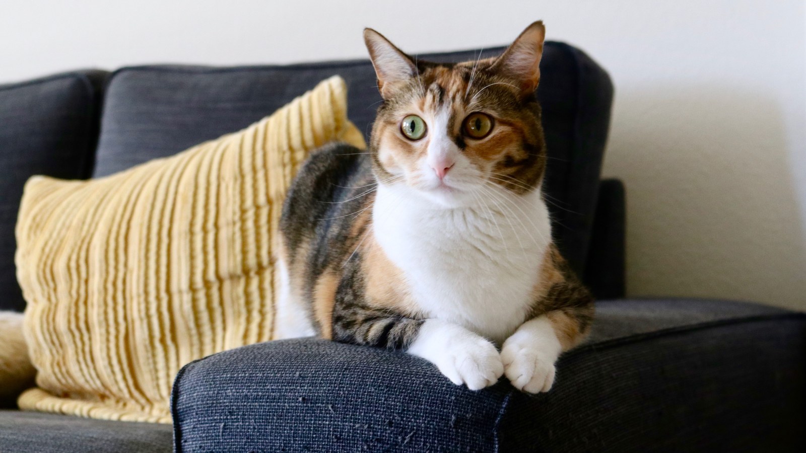 How to Keep Cats From Scratching the Sofa