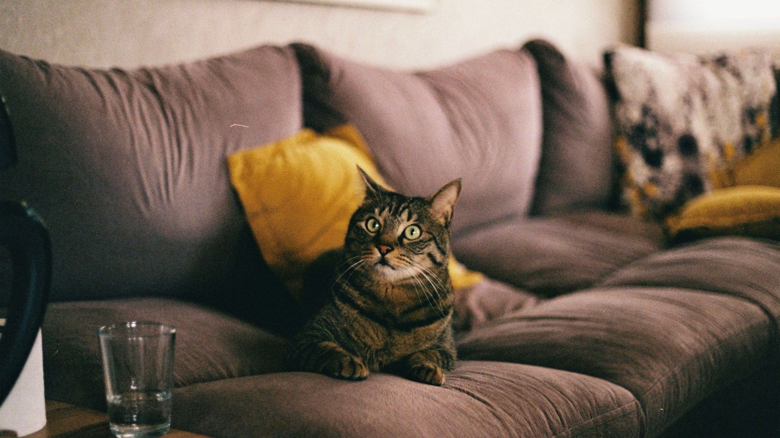 Cat resting on a comfortable couch beside a scratching post