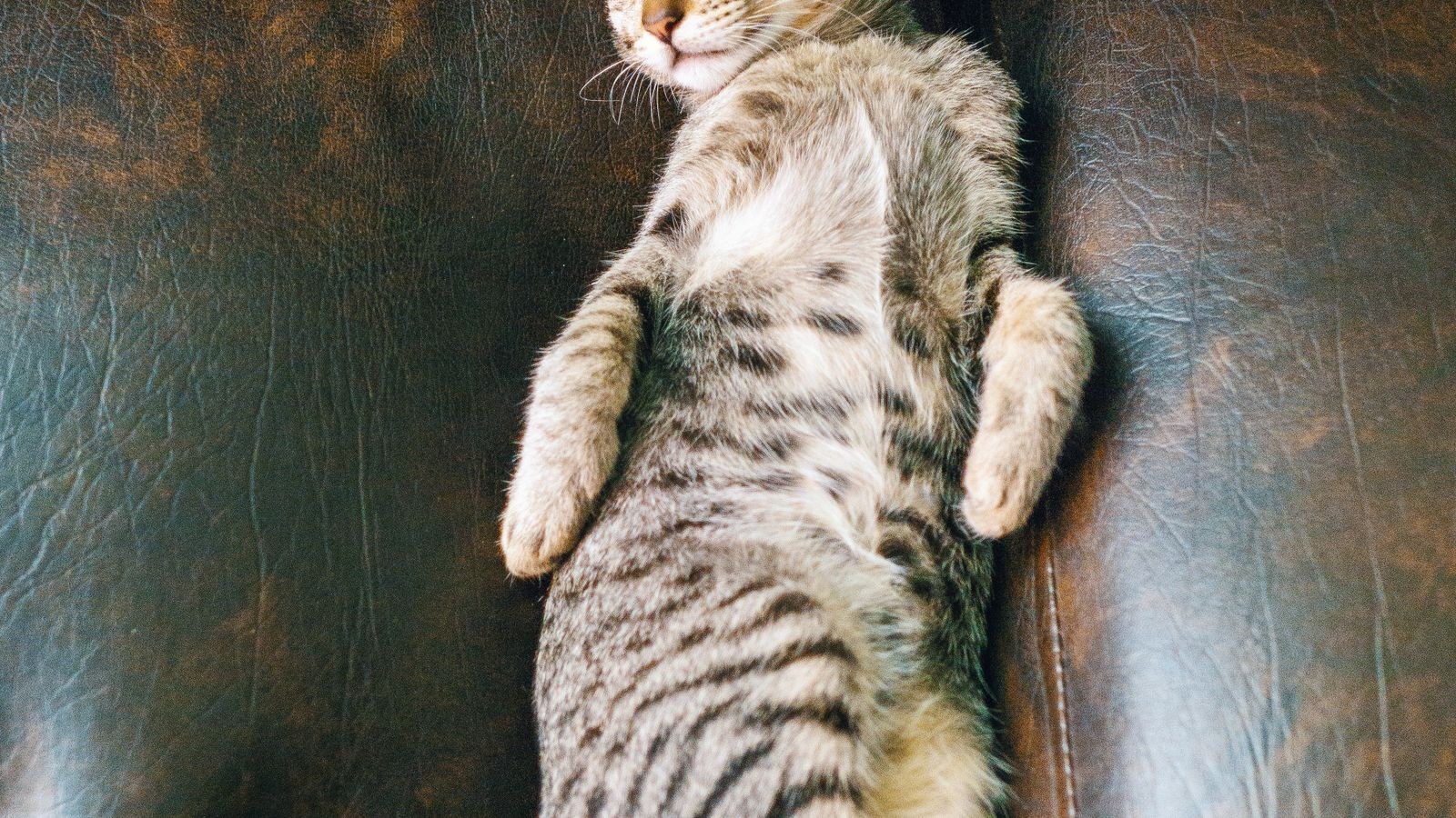 Cat stretching and scratching near living room upholstered furniture