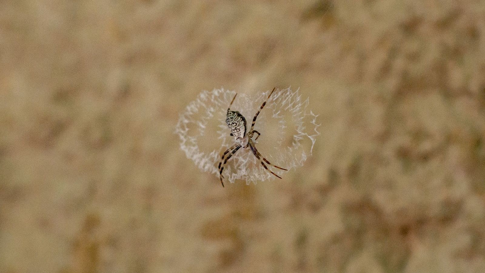 Spider sitting in the center of its web outdoors at night