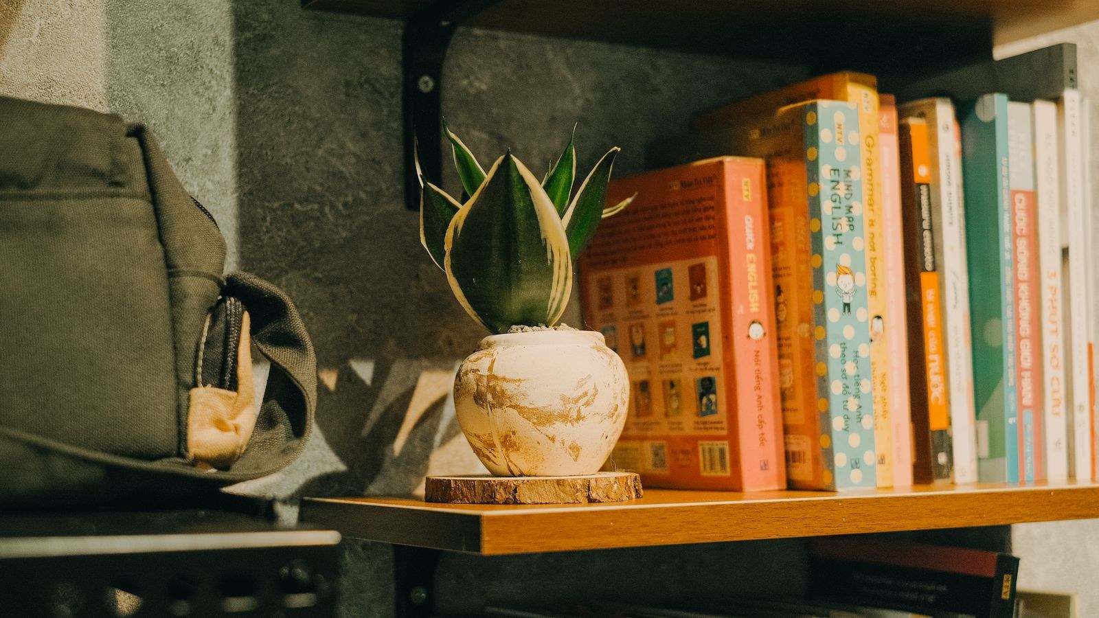 Serene bookshelf scene with a potted plant and a collection of books