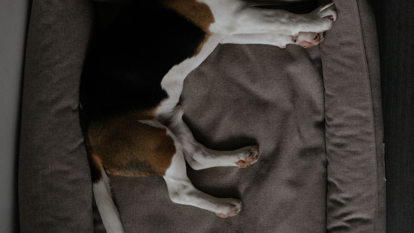 Beagle resting in a soft pet bed viewed from above