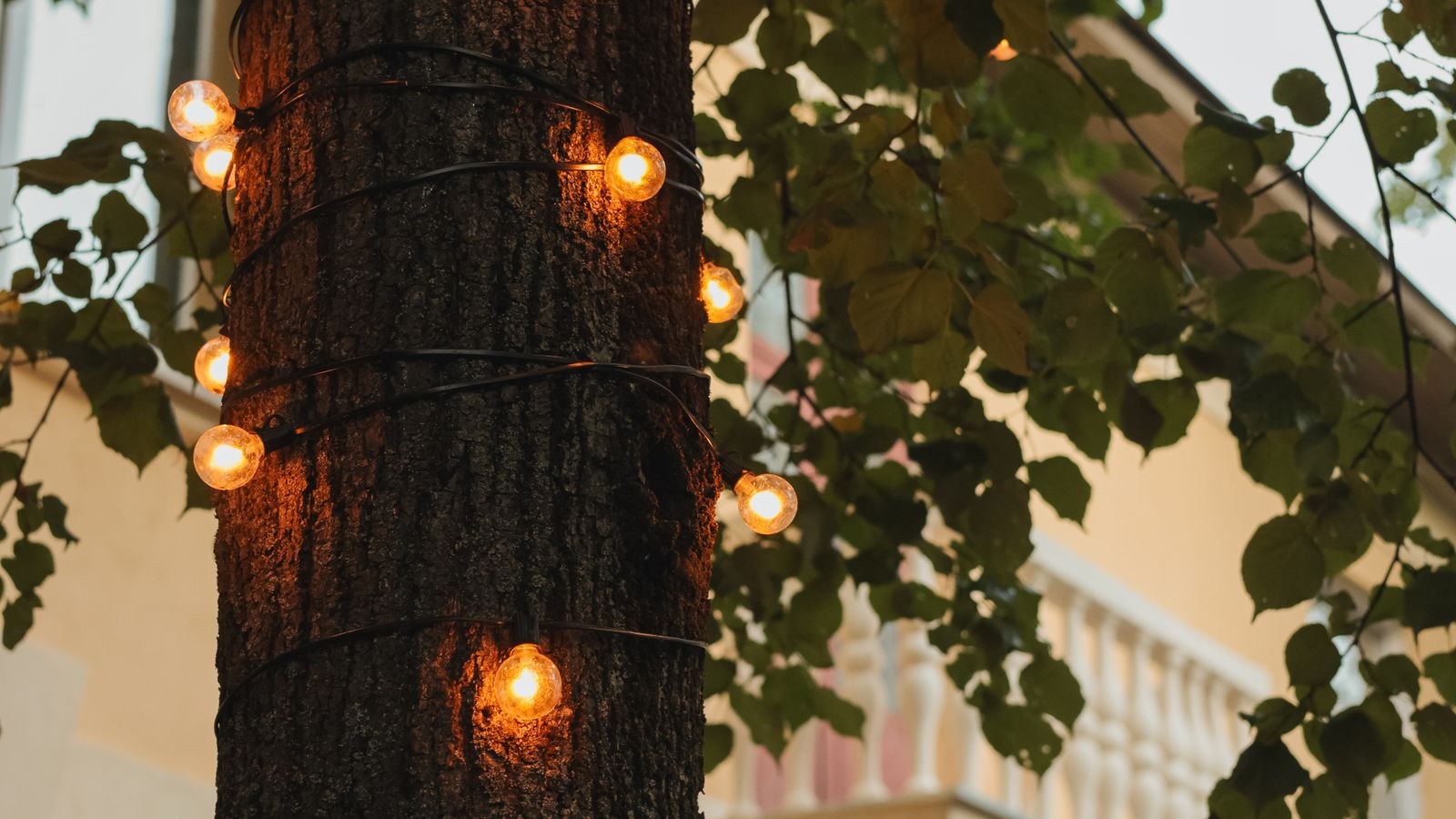 How to Wrap Outdoor Trees With Christmas Lights