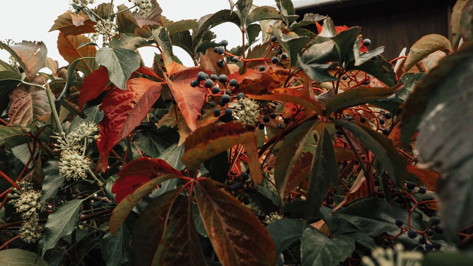 Leaf Vacuum Buying Guide for Fall Yard Cleanup