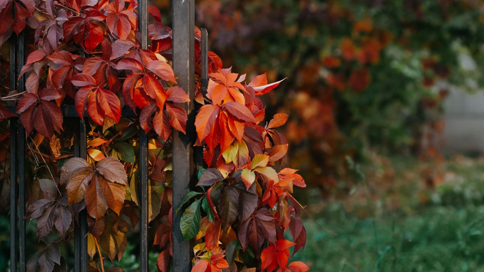Person clearing fallen autumn leaves from a yard path