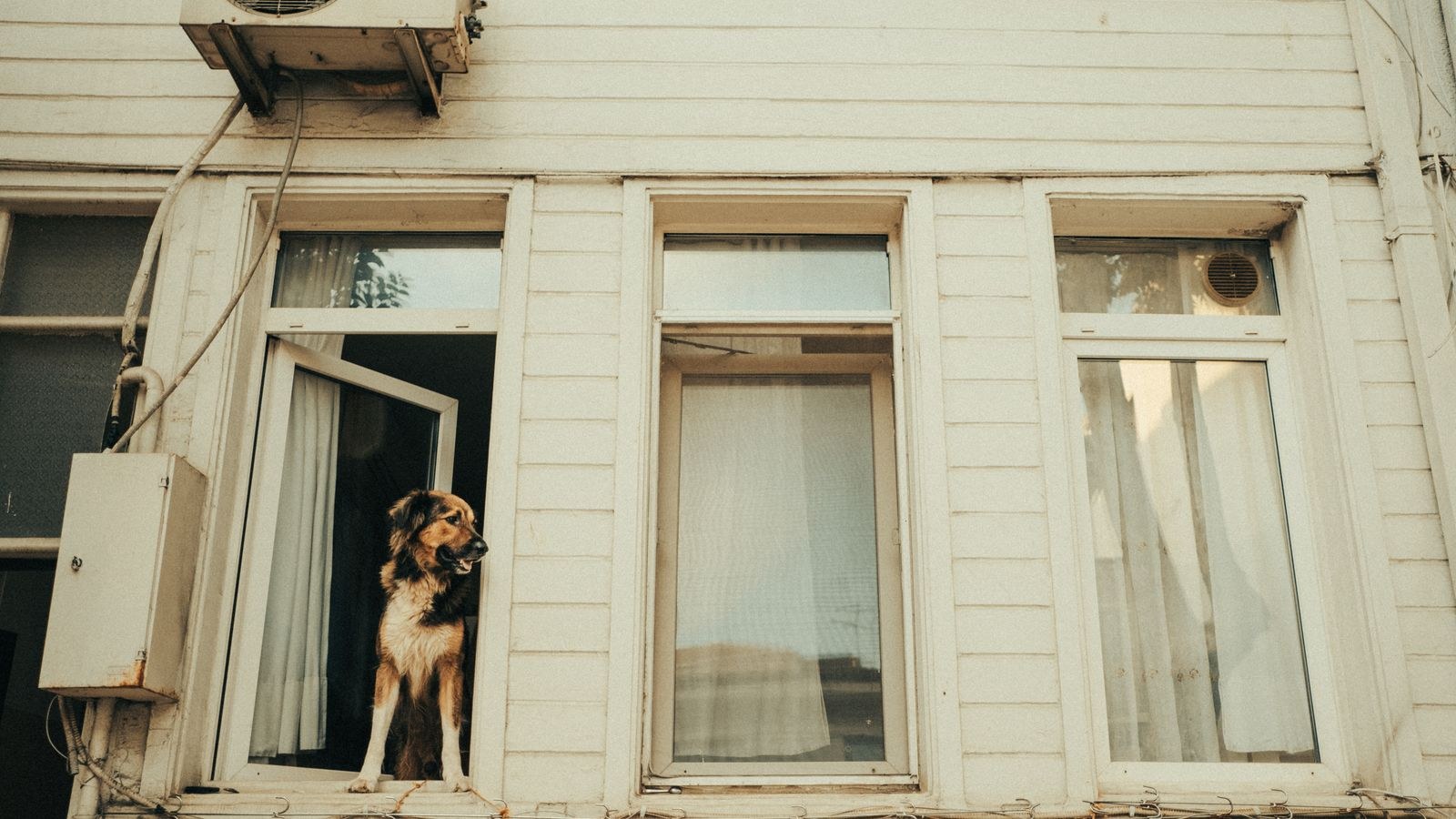 Dog looking at the camera in a home interior during the day