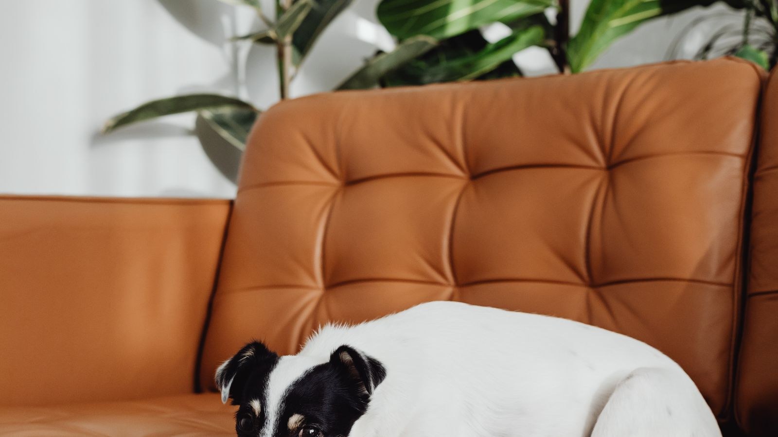 Pet-Friendly Furniture Guide: Fabrics That Survive
