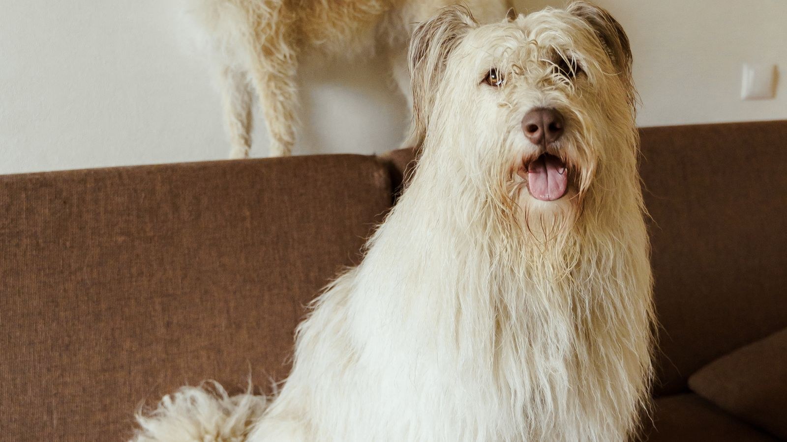 Two shaggy dogs sitting on a durable brown fabric sofa