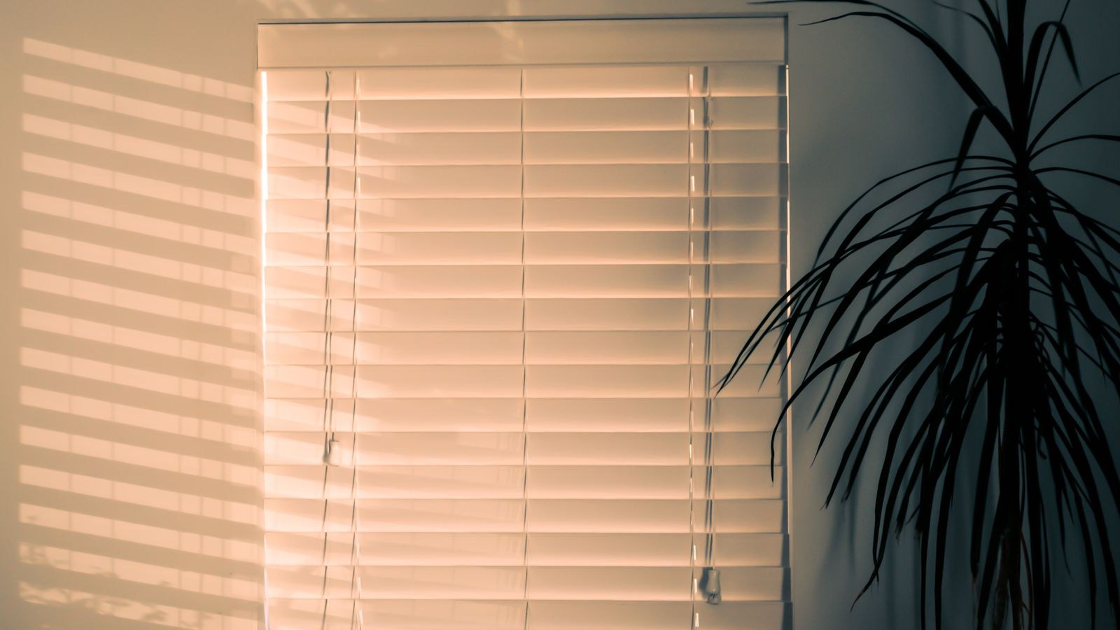 Interior with window blinds casting shadows beside a potted plant