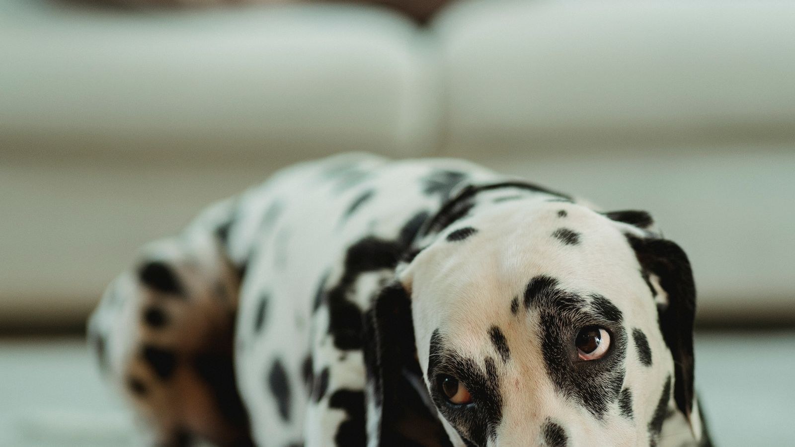 How to Stop Motion Sensors Triggering on Pets