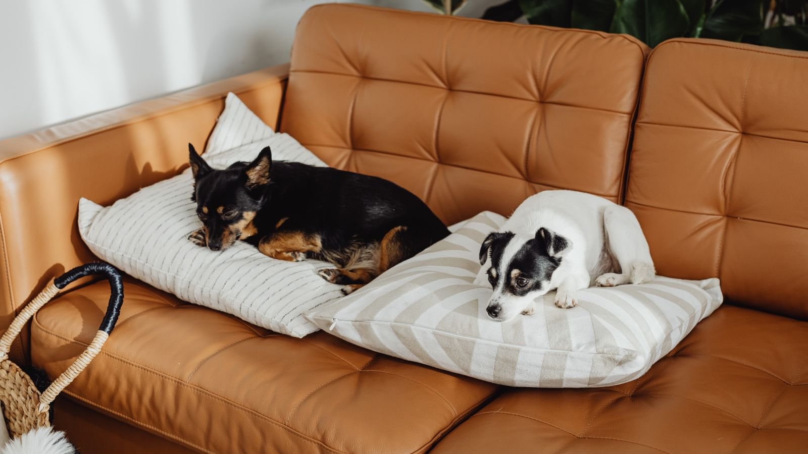 Dog resting on a fabric sofa covered in shed pet hair